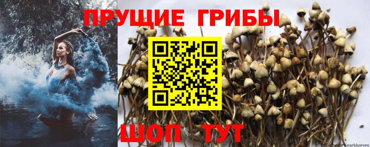 Кемерово  Галлюциногенные грибы Psilocybine cubensis  где найти наркотики  Вход с VPN 